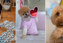 Noodles the Pooch Net Worth