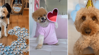 Noodles the Pooch Net Worth