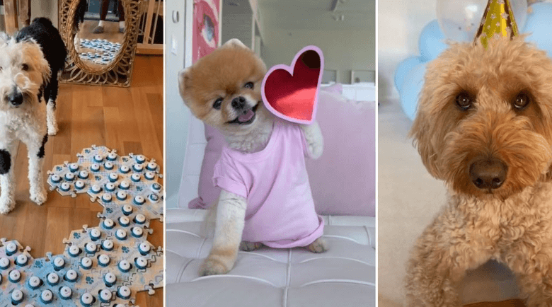 Noodles the Pooch Net Worth